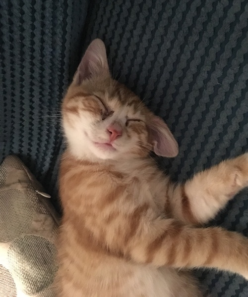 Cat/kitten photos.