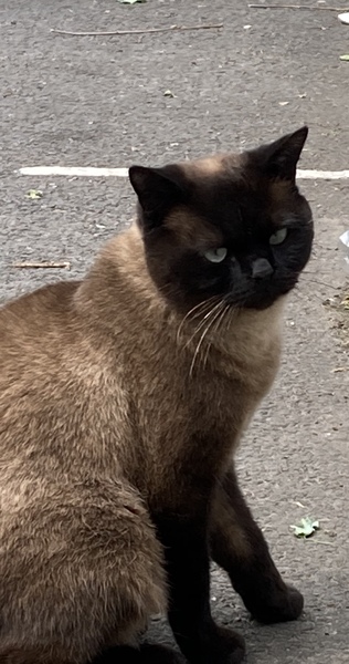 What breed is this?
