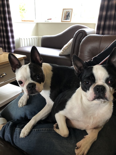 Going around in circles.  Pls help.  French bull dog?