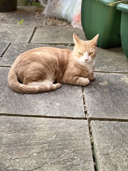 Cat/kitten photos.