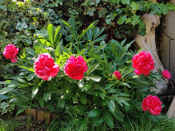 How do your Peonie plants look right now?