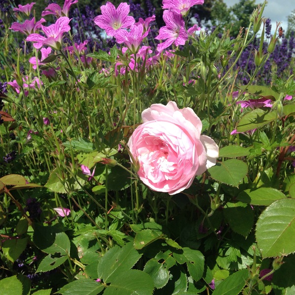 Rose scepter d’isle or Gertrude Jekyll?