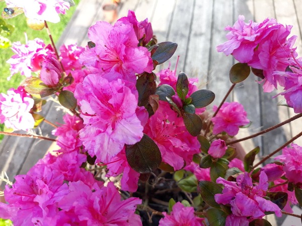 Do you know what this plant is?