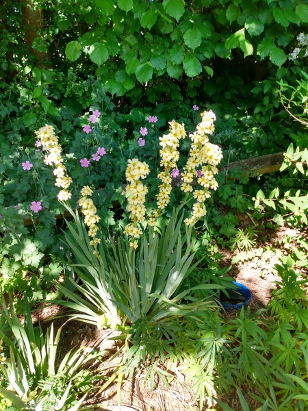 Does anyone know what this perennial is?