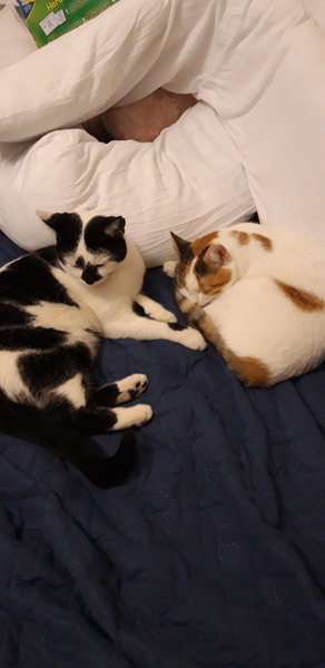 Tell me what I need to know about being a cat owner please!