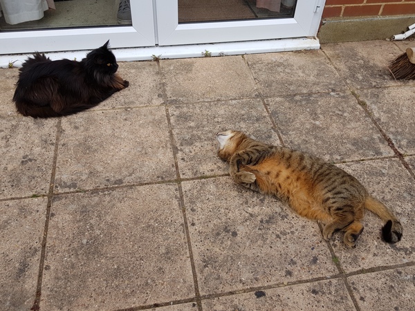 Thug Cat part 2. What, has this thing appeared again tonight?