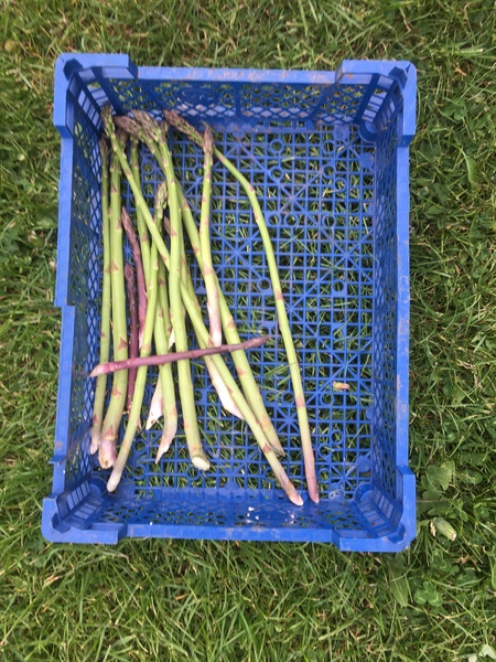 Allotment/Veg Patch Thread 15 - will winter ever end?
