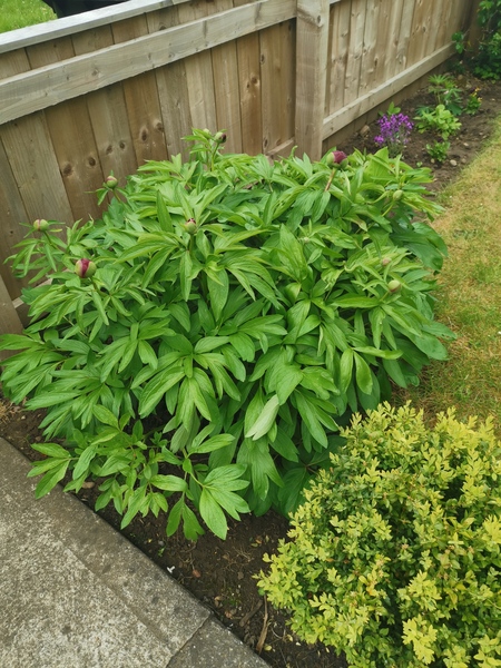 How do your Peonie plants look right now?