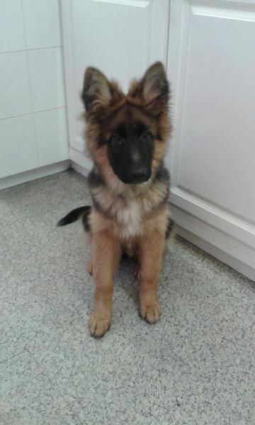 To think that puppies should be illegal?