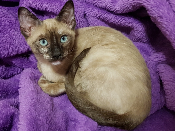 Cat/kitten photos.