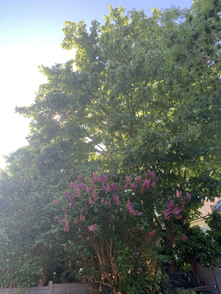 To not want to cut my tree?