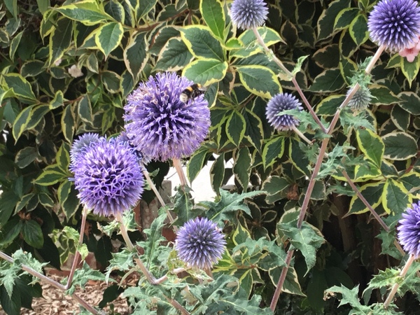 AIBU to remind everyone to help save bees?