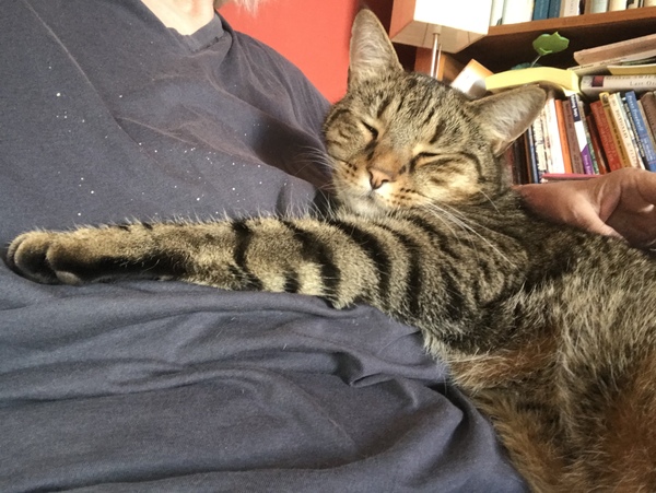 More affectionate cat breeds