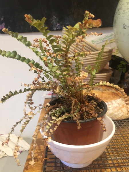 Thread for really fucking ugly houseplants