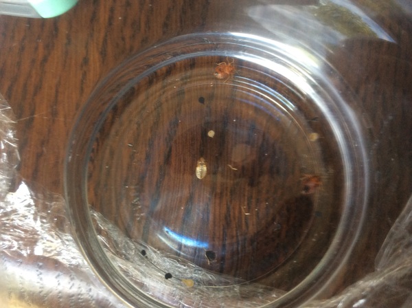 Bed bugs clearance - diy