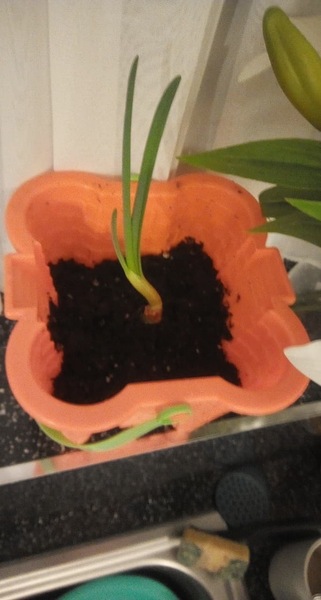 Thread for really fucking ugly houseplants