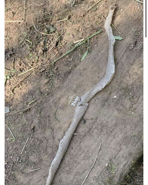 So there is official signs of snakes in the area