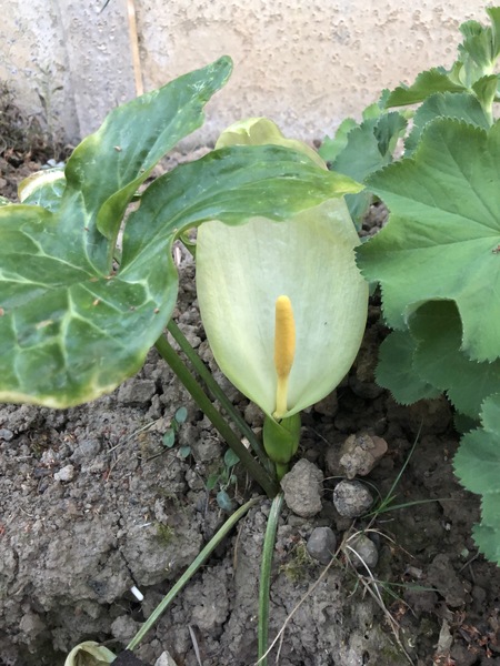 Would anyone know what this plant is please?