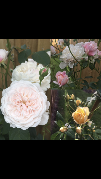 If you’re growing a rose against a north facing wall..