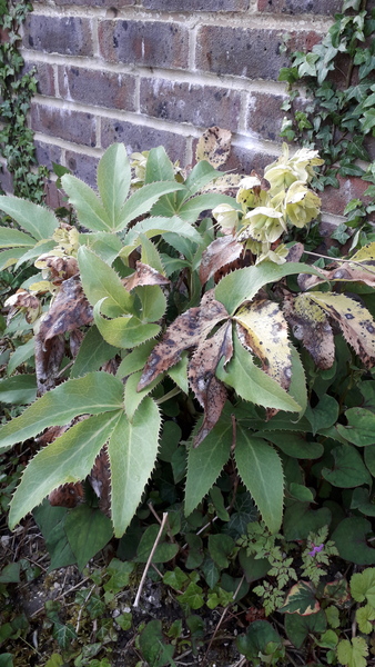 Plant ID