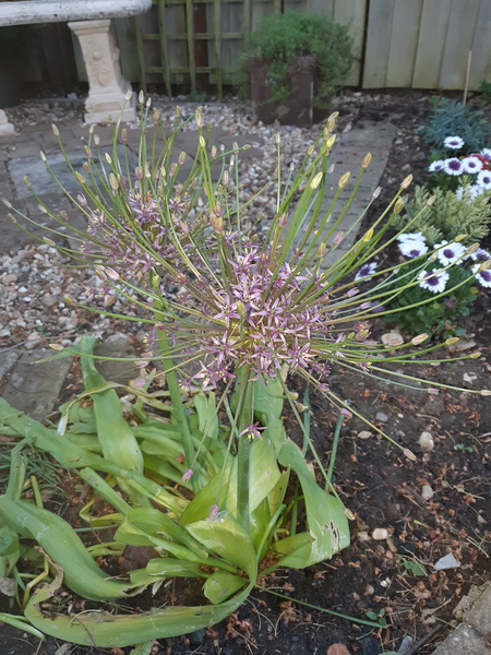Allium