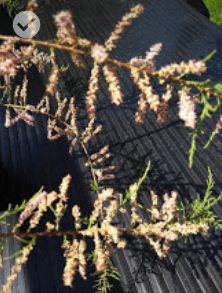 What's this shrub?