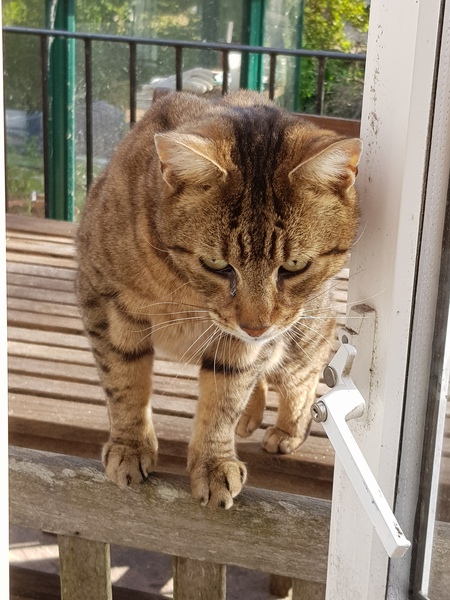 Thug Cat part 2. What, has this thing appeared again tonight?