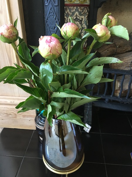 Peonies