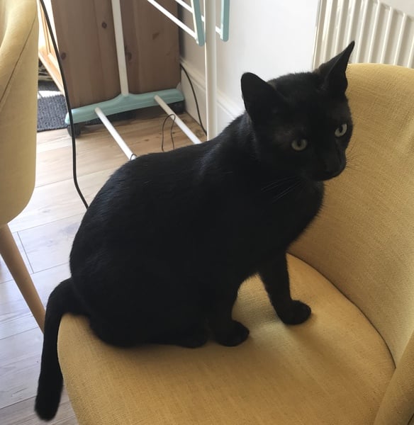 Tell me what I need to know about being a cat owner please!