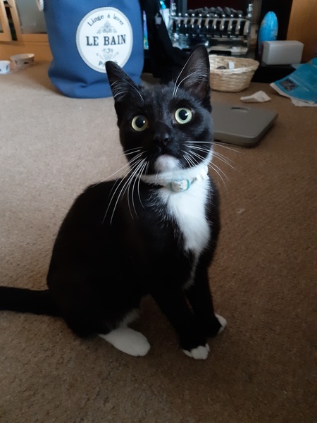 Letting Kittens out for the first time.