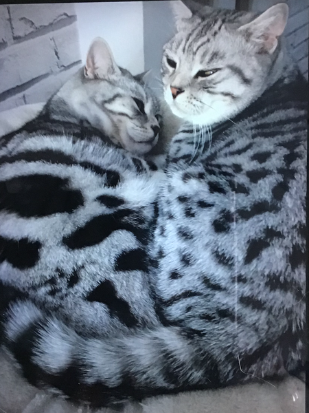 To really not understand why people are OK with cats
