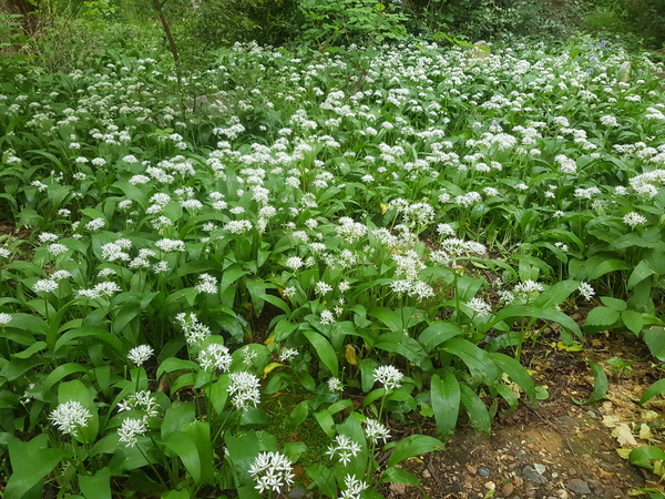 Wild garlic recipes and uses
