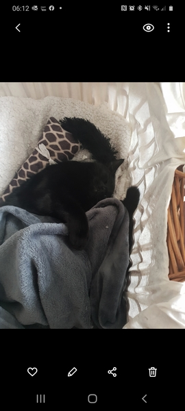 Where do your cats sleep at night