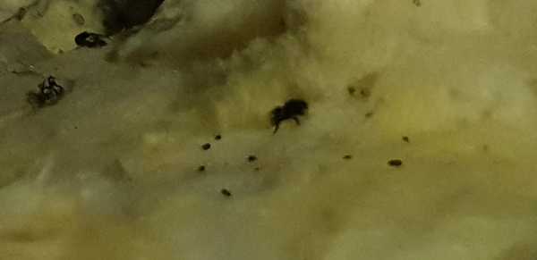 What on earth is this in my attic?
