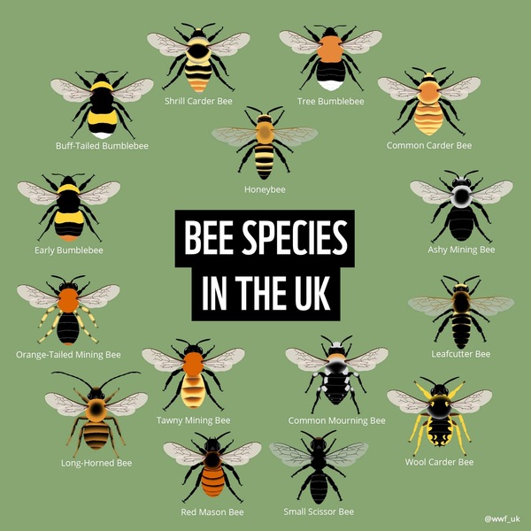Anyone good with identifying bees?