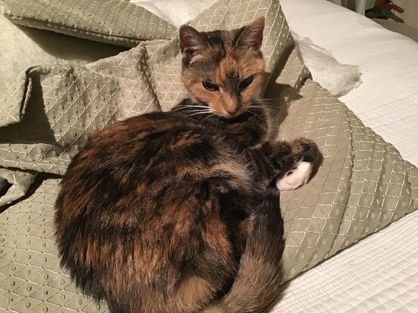 Westministenders: Reployed back to No Deal Planning