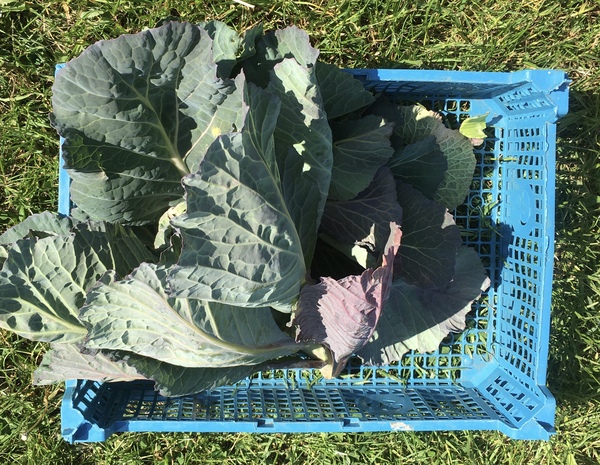 Allotment/Veg Patch Thread 15 - will winter ever end?