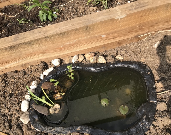 Bees - should I 'bee' concerned?