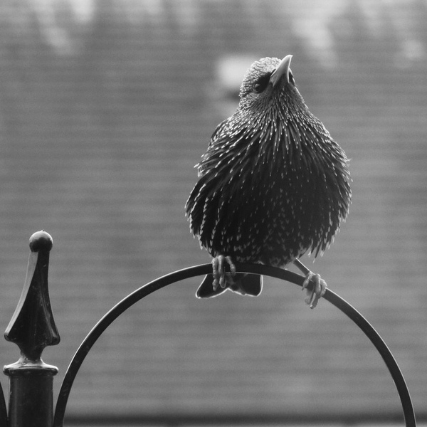 Help. My neighbours seem to be feeding 5000 starlings