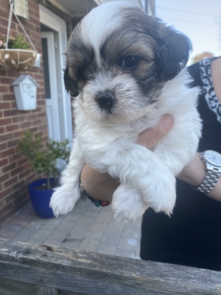 To think that puppies should be illegal?