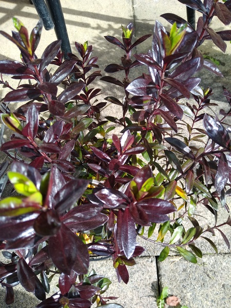 Plant ID please