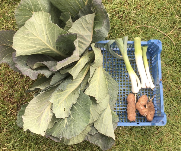 Allotment/Veg Patch Thread 15 - will winter ever end?