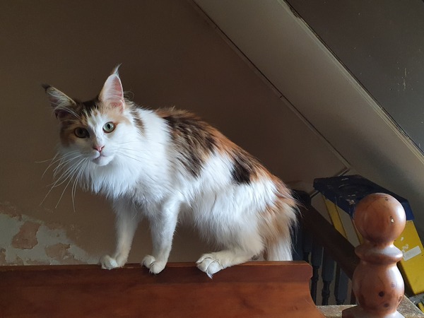 Tell me about your maine coons