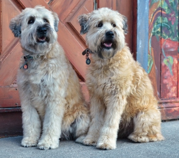 Advice on breed