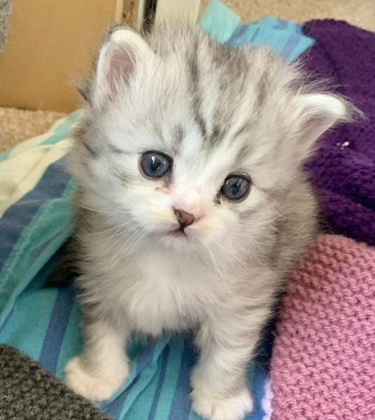 To really not understand why people are OK with cats
