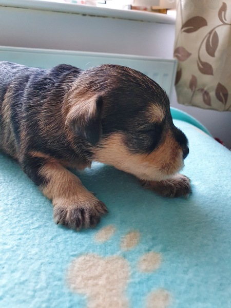 To think that puppies should be illegal?
