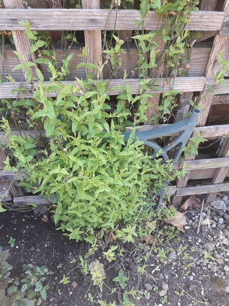 Anyone recognise this plant?