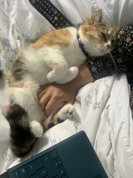To really not understand why people are OK with cats