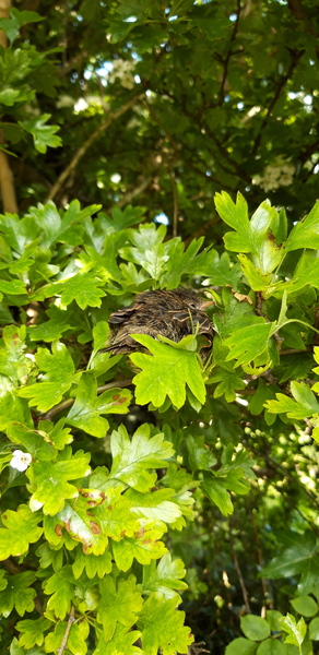Fledglings