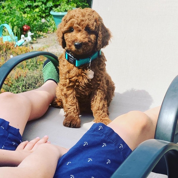 Puppy Survival 2020 - let's talk about something other than Covid-19